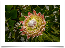 Proteus Flower, Temple Newsham - Kevin Shade